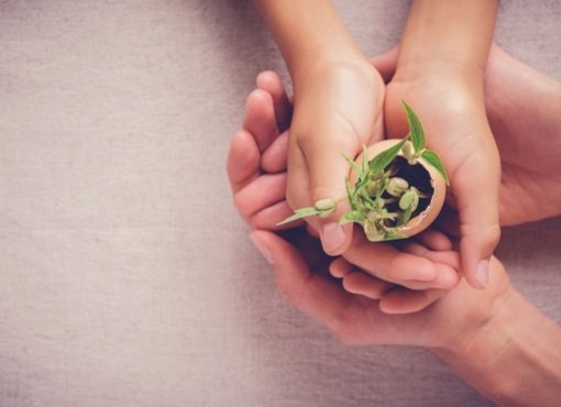 Hands holding a growing plant